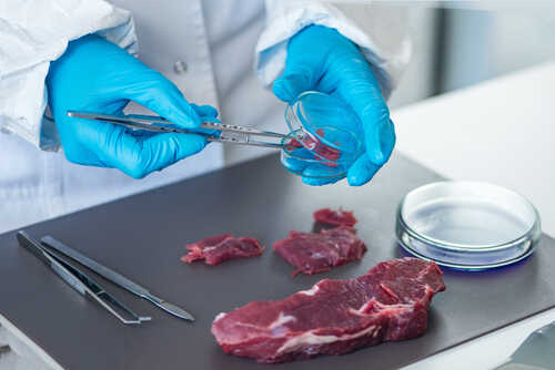 Food,Safety,Expert,Inspecting,Red,Meat,In,Laboratory