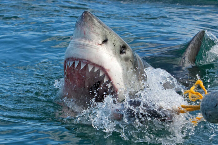 Great,White,Shark,,Carcharodon,Carcharias