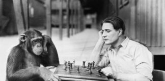 Can Monkeys Randomly Typing Truly Recreate Shakespeare's Masterpieces?
