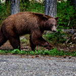bear
