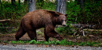 bear