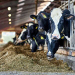 Cows eating hay in a barn setting