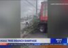 U-Haul driver damages cars with tree branch in North Hollywood