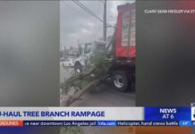 U-Haul driver damages cars with tree branch in North Hollywood