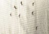 GOOGLE’S Mosquito Plan Is REAL—But Not What You Think
