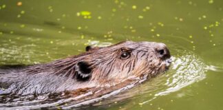 A beaver swimming in a greenish body of water