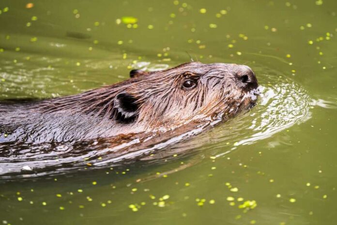 shutterstock_2495186979.jpg A beaver swimming in a greenish body of water