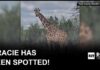 Runaway Texas giraffe Gracie found safe after nearly 2 weeks on the loose, sheriff says