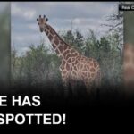 Hill Country Panic Over Runaway Giraffe Runaway Texas giraffe Gracie found safe after nearly 2 weeks on the loose, sheriff says