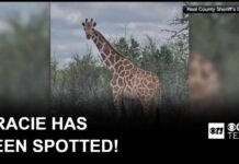 Runaway Texas giraffe Gracie found safe after nearly 2 weeks on the loose, sheriff says