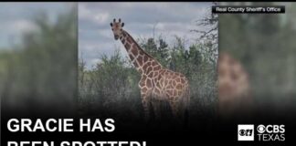 Runaway Texas giraffe Gracie found safe after nearly 2 weeks on the loose, sheriff says