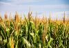 Cornfield with tall green stalks under a blue sky