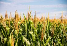 Border Bribes Exposed—Corn Trains Wave Through Cornfield with tall green stalks under a blue sky