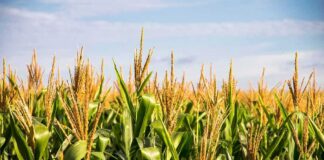 Cornfield with tall green stalks under a blue sky