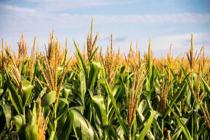 shutterstock_1231066045 Cornfield with tall green stalks under a blue sky