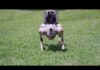Robot dogs are replacing security guards in Atlanta