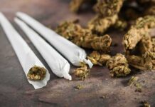 Young America’s Daily High Spike Three cannabis joints beside loose marijuana buds
