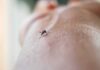 Drought Pulled Virus To The Doorstep Mosquito on human skin