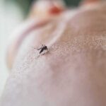 Drought Pulled Virus To The Doorstep Mosquito on human skin