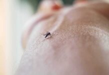 Drought Pulled Virus To The Doorstep Mosquito on human skin
