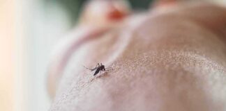 Mosquito on human skin