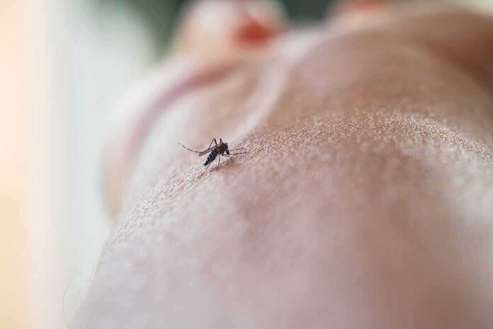 Mosquito on human skin