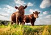 Two brown cows standing in a grassy field under a blue sky