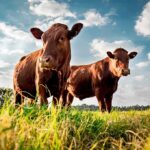 90-Day Beef Blitz – Real Relief Or Hype? Two brown cows standing in a grassy field under a blue sky