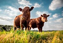 90-Day Beef Blitz – Real Relief Or Hype? Two brown cows standing in a grassy field under a blue sky