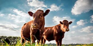 Two brown cows standing in a grassy field under a blue sky