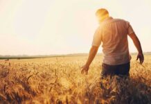 Man walking through a golden wheat field at sunset