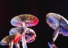 Psychedelic Pre-Game Blocks Chemo Pain Mushrooms lit with red and blue light