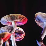Mushrooms lit with red and blue light