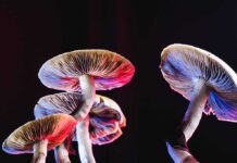 Mushrooms lit with red and blue light