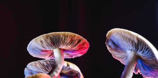 Mushrooms lit with red and blue light