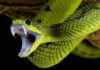 Venomous Yellow-Bellied Sea Snake Hits CA Beach! Green viper with open mouth showing fangs