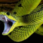 Venomous Yellow-Bellied Sea Snake Hits CA Beach! Green viper with open mouth showing fangs
