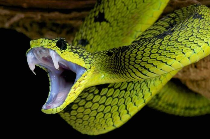 shutterstock_185840132 Green viper with open mouth showing fangs