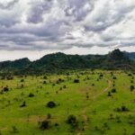 Hill Country Panic Over Runaway Giraffe Green savanna with scattered trees and hills under stormy clouds