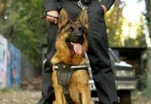 Genetic War Dogs? Engineered Super Dogs Enter The Battlefield German Shepherd wearing a harness stands in front of a handler