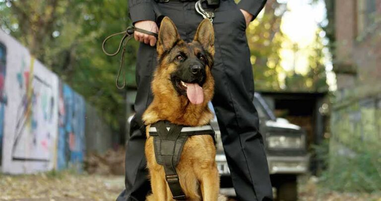 Genetic War Dogs? Engineered Super Dogs Enter The Battlefield ...
